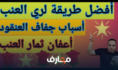 طريقة الرى للعنب بشكل صحيح