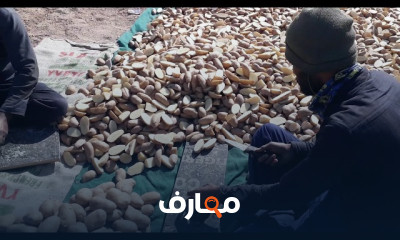 زراعة البطاطس الصيفي