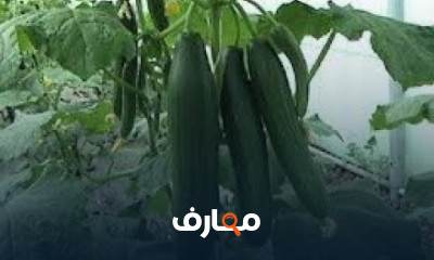 زراعة الخيار