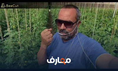 زراعة وتسميد الطماطم