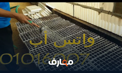 مشاتل الخضر