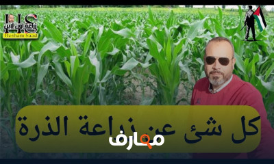 زراعة الذرة