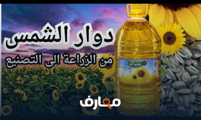 زراعة دوار الشمس