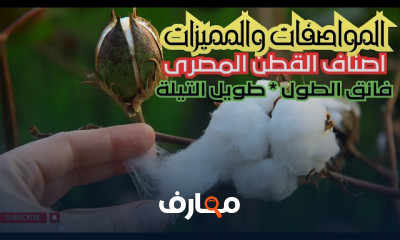 زراعة القطن المصرى