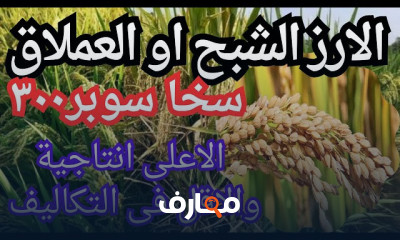 زراعة مشاتل الأرز