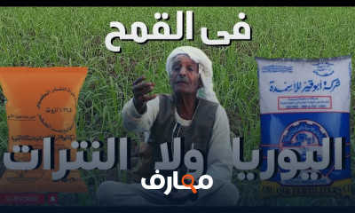 طرق زراعة القمح والتسميد