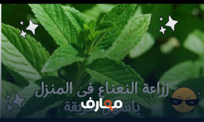 طرق زراعة النعناع
