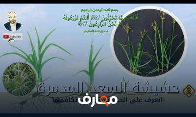 طرق مكافحة حشائش الأرز الأحمر