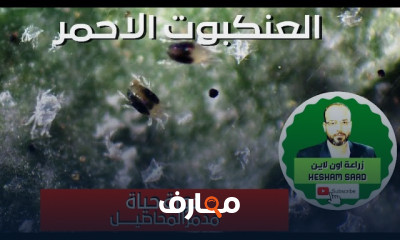 الآفات الحشرية في القمح