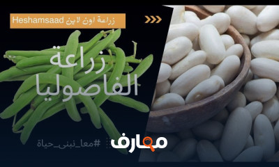 زراعة الفاصوليا