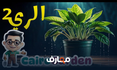 طرق رى النباتات المنزلية