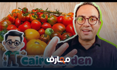 زراعة الطماطم في المنزل