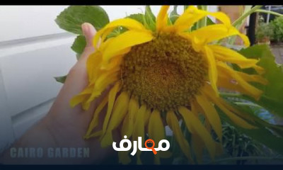 زراعة زهرة عباد الشمس