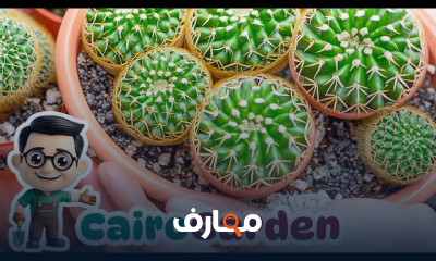 زراعة الصبار ونبات الألوفيرا