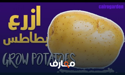 زراعة البطاطس فى أكياس