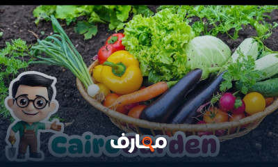 زراعة الفول الأخضر