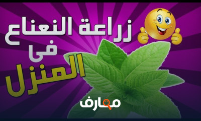 طرق زراعة النعناع