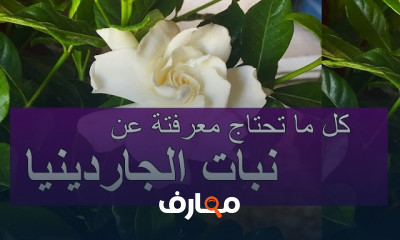 طرق رعاية نبات الجاردينيا