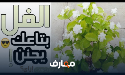 زراعة الزهور في المنزل