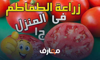 زراعة الطماطم بالمنزل