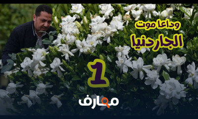 تسريع نمو نبات الجاردينيا