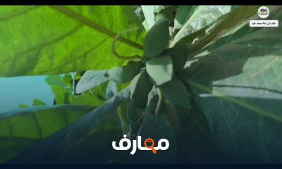 زراعة اللوز من البذرة