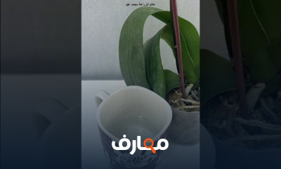 طريقة تسميد زهرة الأوركيد