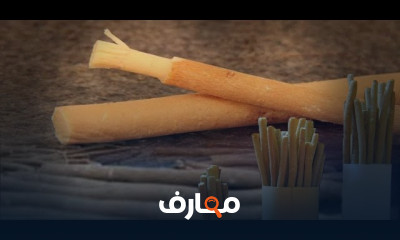 زراعة السواك