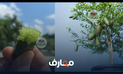 زراعة أشجار ليمون الكفيار