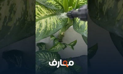 زراعة الميرمية فى المنزل