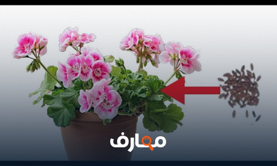 زراعة نبتة الجيرانيوم
