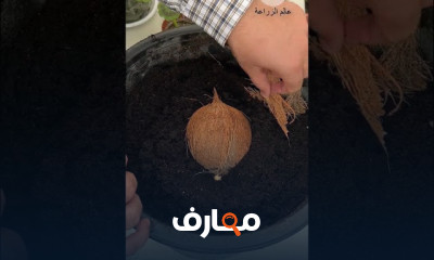 زراعة جوز الهند فى المنزل