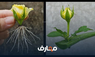 زراعة الورد الجورى