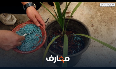 طريقة استخدام السماد العضوى