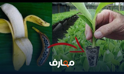 زراعة الموز فى المنزل