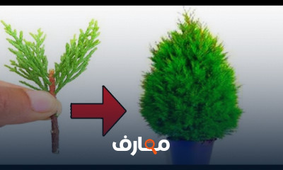زراعة شجرة السرو فى المنزل