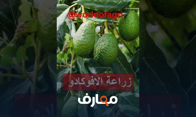 زراعة الافوكادو فى المنزل