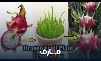 زراعة الدراجون فروت