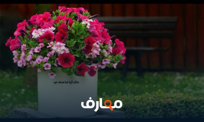 زراعة زهرة البتونيا