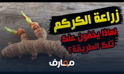 زراعة الكركم فى المنزل