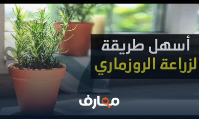 زراعة نبات الروزمارى