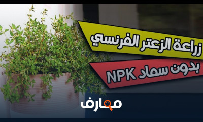 زراعة الزعتر فى المنزل