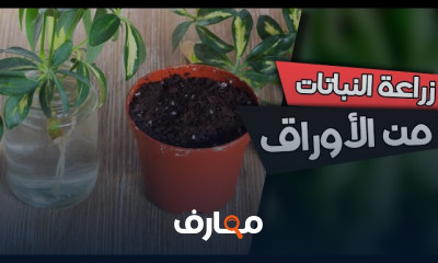 كيفية زراعة نبات الشفليرا