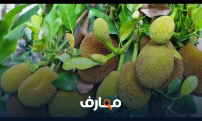 زراعة أشجار فاكهه الجاك فروت