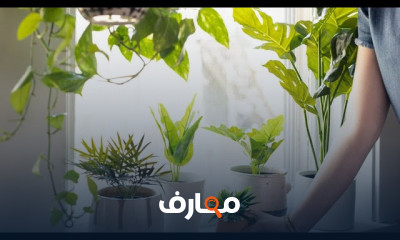 حماية النباتات المنزلية من البرد