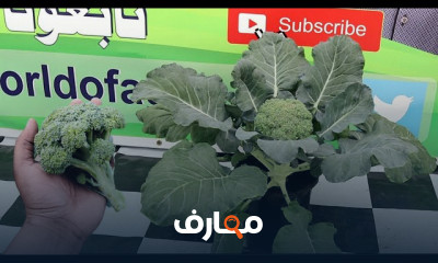 زراعة الخضروات فى المنزل