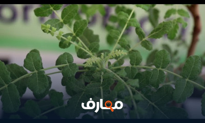 طريقة زراعة الميرمية فى المنزل