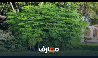 زراعة المورينجا فى المنزل