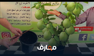 زراعة الجوافة في المنزل