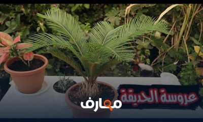 زراعة نخيل السيكاس